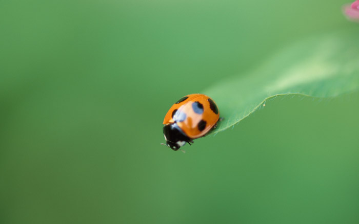 Ladybug